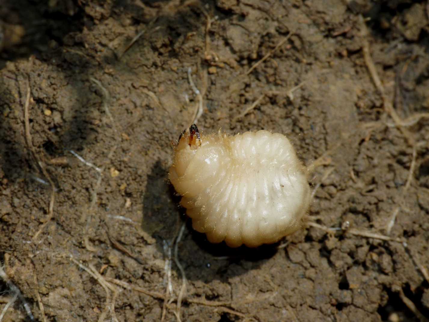 Larva mai vista: Vesperus luridus